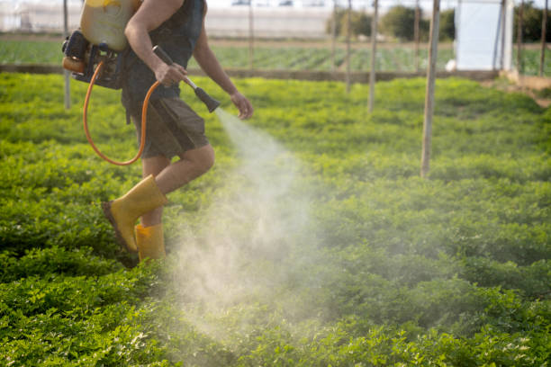 Reliable Anahuac, TX Pest Control Solutions